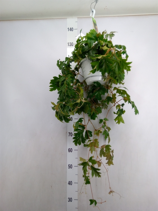 <h4>Cissus rhombifolia 'Ellen Danica'</h4>