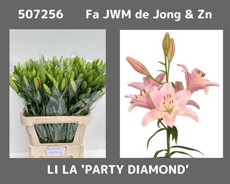 <h4>Li La Party Diamond</h4>