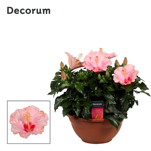 Decorum Hibiscus Jersey roze SCHAAL