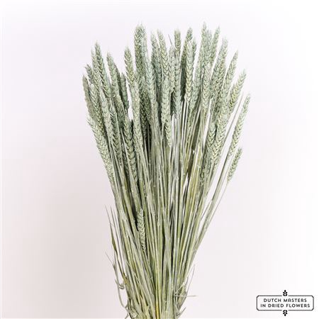<h4>Dried Triticum Frosted Light Blue Bunch</h4>