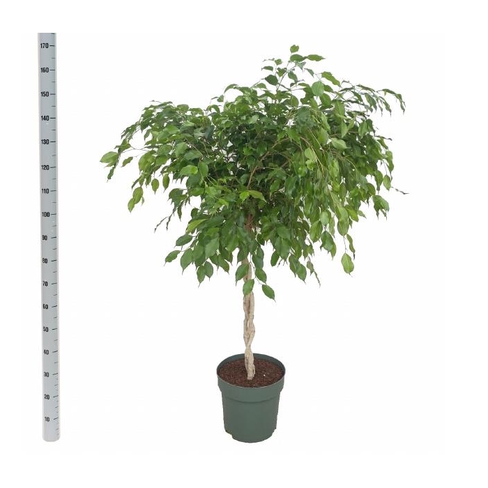 <h4>Ficus benjamina Exotica 30Ø 150cm 3pp</h4>