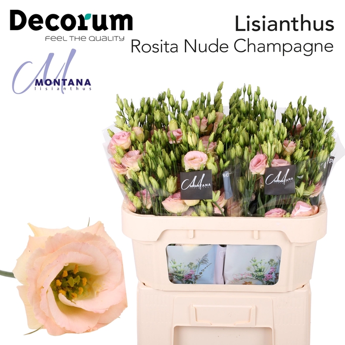 <h4>Lisianthus Rosita nude champagne 72cm</h4>