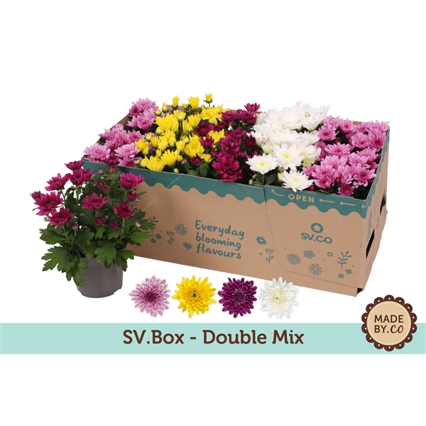 <h4>Chrysant Double Mix in SV.Box</h4>