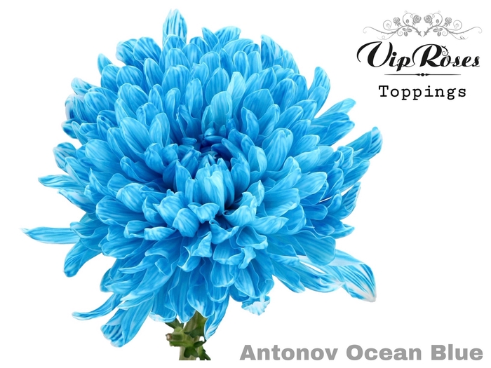 CHR G ANTONOV OCEAN BLUE