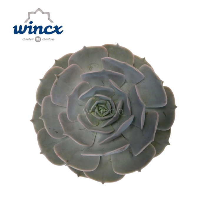 Echeveria Pollux Cutflower Wincx-20cm