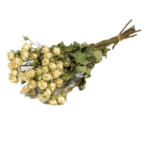 DRIED FLOWERS - ROSES SPRAY NATURAL WHITE