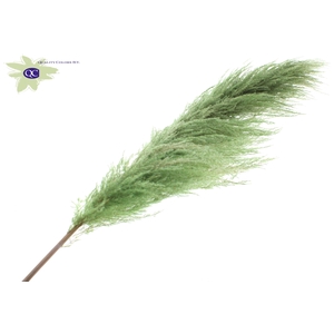 Pampas grass ± 175cm p/pc in poly light green