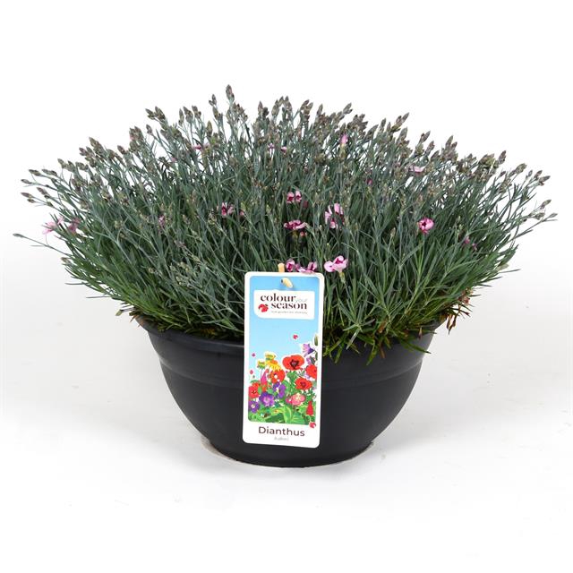 <h4>DIANTHUS MOUNTAIN FROST RUBY SNOW P</h4>