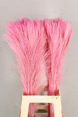 <h4>Feather Peacock L.pink 80cm</h4>