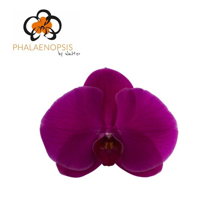 <h4>Phalaenopsis Purple Haze Doos</h4>
