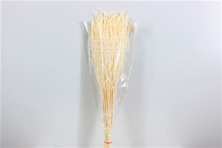 <h4>Dried Rice Big Bleached Bunch</h4>