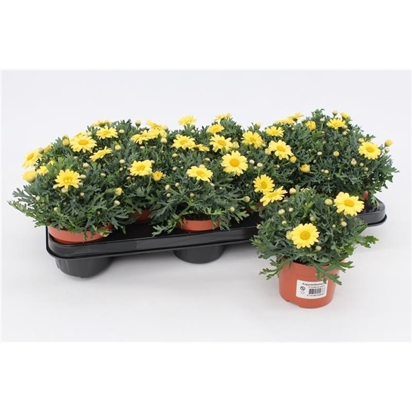<h4>Margriet Frutescens Yellow</h4>