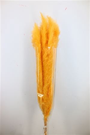 <h4>Dried Cortaderia Dadang Soft Yellow 110cm</h4>