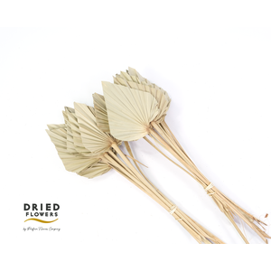 Dried Palm Spear Natural