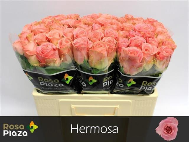 <h4>Rosa la hermosa+</h4>