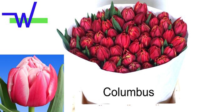 <h4>Tulipa dubb. (Double Early Grp) Col</h4>