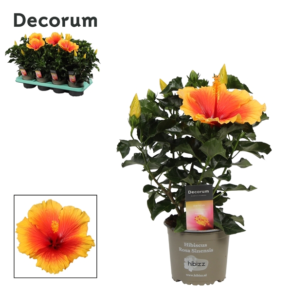 <h4>Decorum Hibiscus Salsa bicolor oranje/rood</h4>