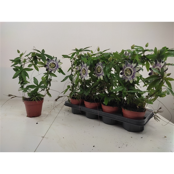<h4>Passiflora caerulea boog</h4>