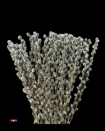 <h4>Salix Pussy Willow Grey</h4>