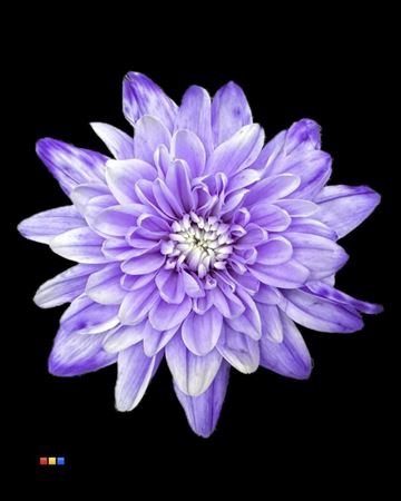 <h4>Chr T 2 Kl Baltica Pastel Lilac</h4>