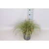 vaste planten 19 cm  Carex Albula Amazon Mist™