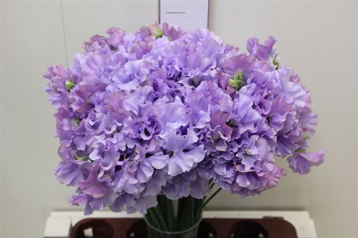 <h4>Lathyrus Lavendel Shine</h4>