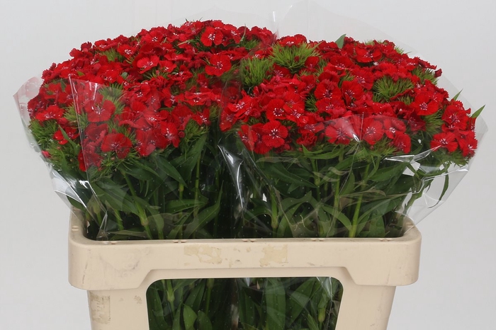 <h4>Dianthus br red baron</h4>