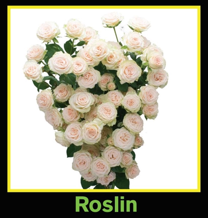 <h4>R Tr Spray Roselin</h4>