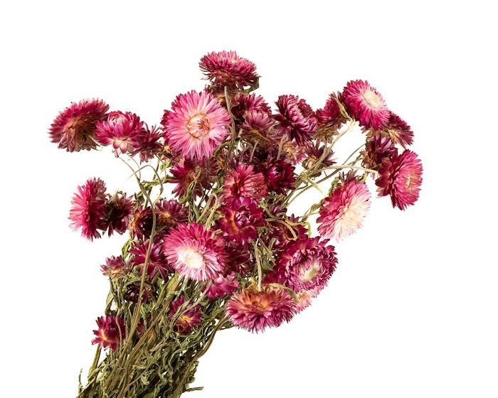 <h4>Helichrysum Pink Dark</h4>