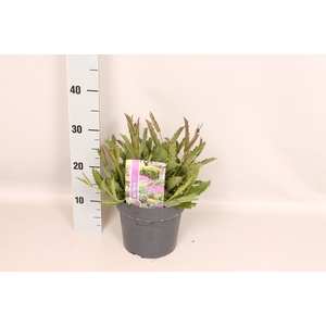 vaste planten 19 cm  Verbena venosa Rigida