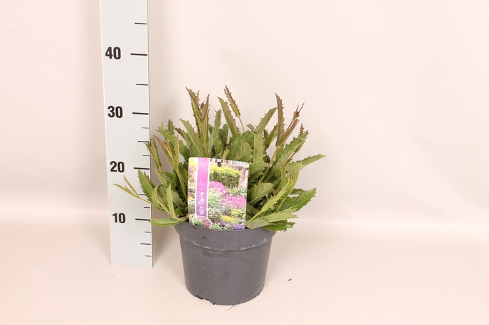 vaste planten 19 cm  Verbena venosa Rigida