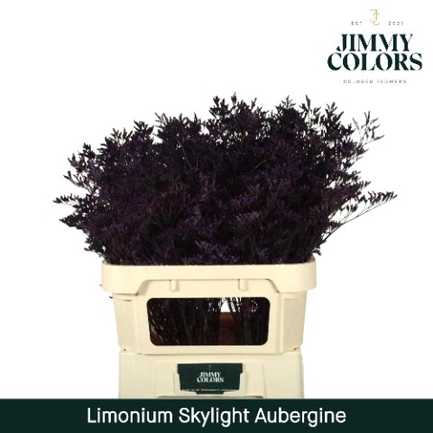 <h4>Limonium Skylight L70 Klbh. Aubergine</h4>