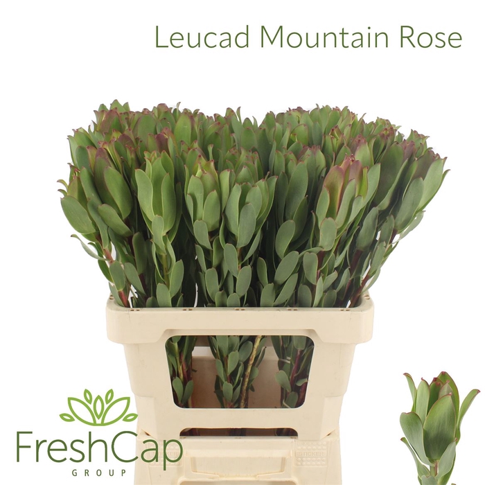 <h4>Leucad Mountain Rose</h4>