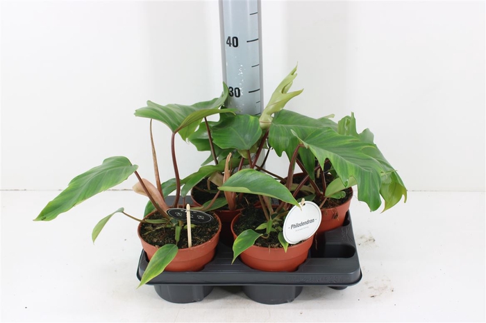 <h4>Philodendron Mayoi P15</h4>