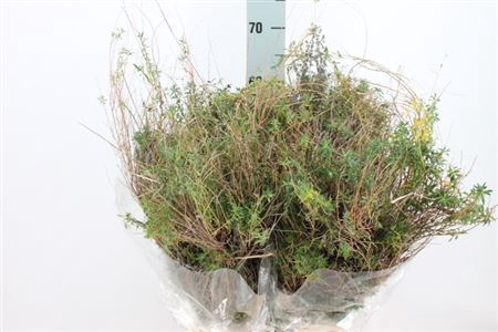 <h4>Euphorbia Spinoza Kort 350 Gram</h4>