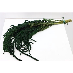 Preserved amaranthus paint moss green