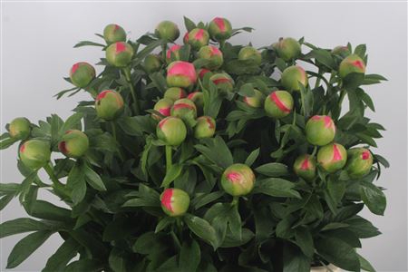 Paeonia L Coral Sunset