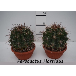 Ferocactus Horridus 21Ø 25cm