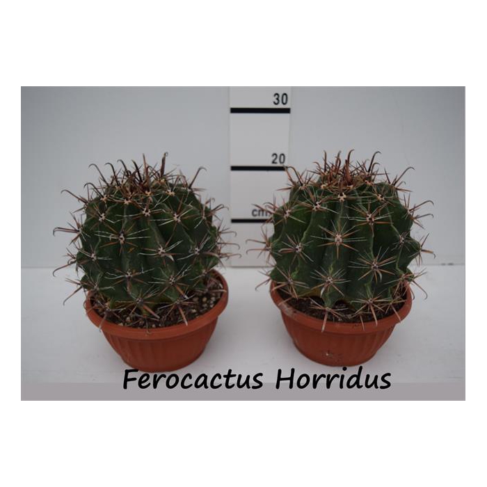 <h4>Ferocactus Horridus 21Ø 25cm</h4>