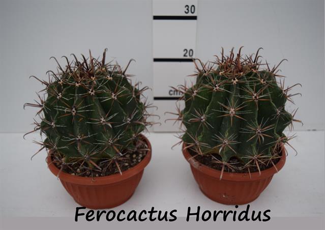Ferocactus Horridus 21Ø 25cm