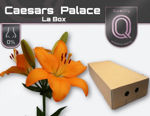 <h4>LI LA CAESARS PALACE LA BOX 4+</h4>