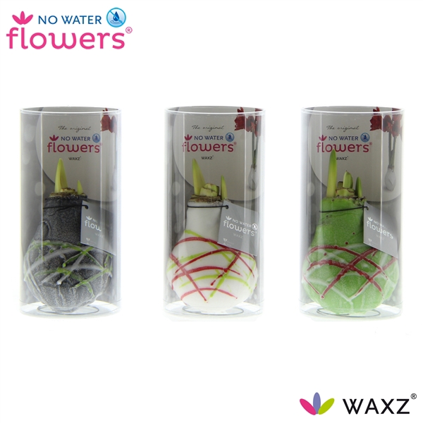 <h4>No Water Flowers Waxz® Art Picasso in Koker</h4>