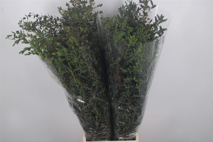 <h4>Euc Parvifolia Per Bunch 300 Gram Extra</h4>