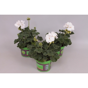 Pelargonium zonale White