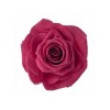 Rose Ines Pink Framboise