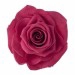 Rose Ines Pink Framboise