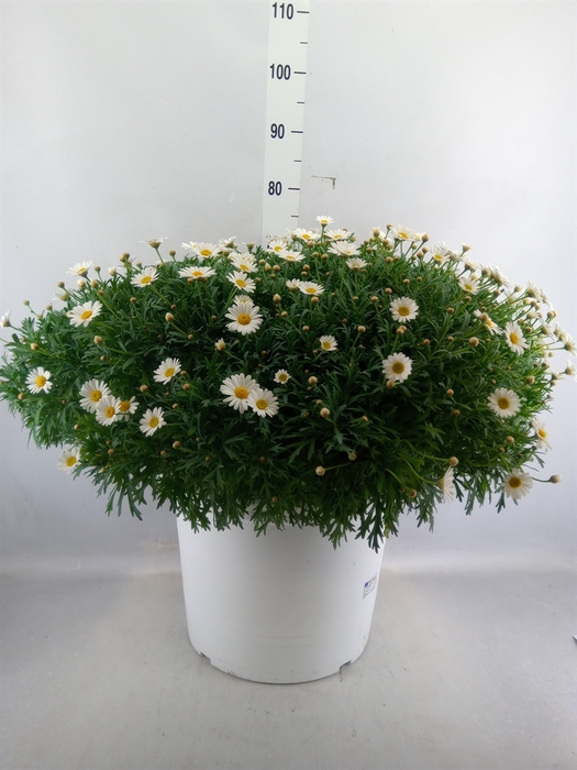 <h4>Argyranthemum   ...</h4>