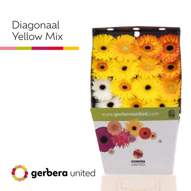 <h4>Gerbera diamond mix yellow</h4>