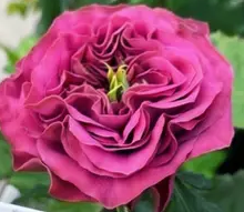 Rosa Garden Purple Delight