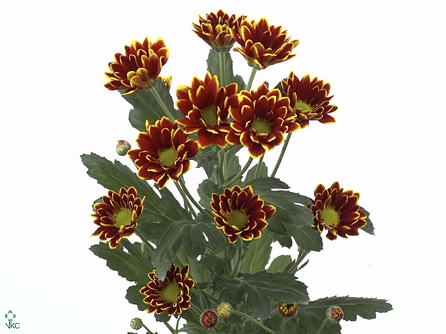 Chrysanthemum spray kastelli